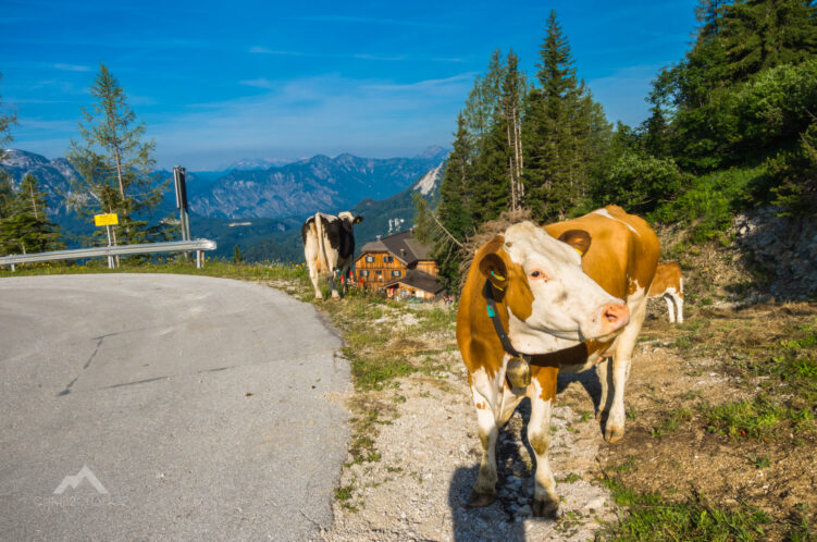 Było sporo towarzyszek